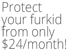 Protect your furkid from only $24 per month!